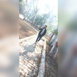 Profile Picture of vijay mishra (@vijaymi9) on Instagram