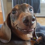 Profile Picture of Britney Burger (@fluffy_grandpaw4) on Instagram