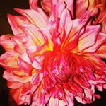 Profile Picture of roosenschoon_bloembinders (@roosenschoon_bloembinders) on Instagram
