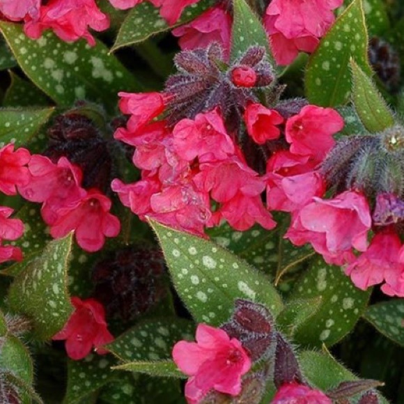 Profile Picture of Lori Feltham (@lmf2019) on Poshmark