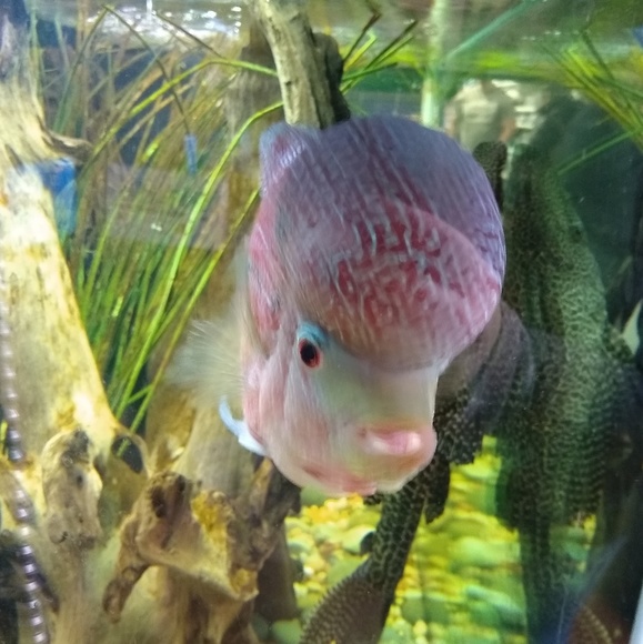 Profile Picture of Sarah Tomich (@tomichsj) on Poshmark