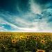 Profile Picture of Lori Toth (@balloon55) on Pinterest