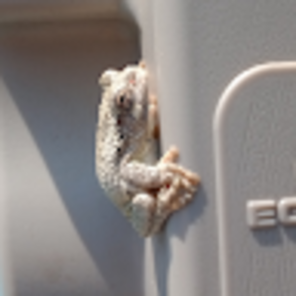 Profile Picture of Elliot Belknap (@elliotbelknap) on Poshmark