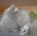 Profile Picture of Bobbie Borg (@bobbie.borg.3) on Facebook