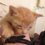 Profile Picture of Renee Thibodeaux (@mawmaw_renee) on Instagram