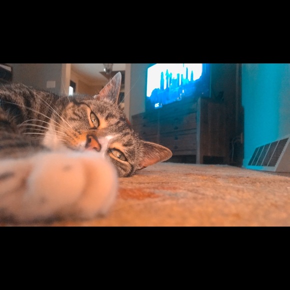 Profile Picture of Maddie Schoenberger (@mlightning14) on Poshmark