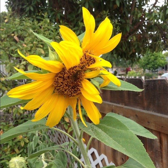 Profile Picture of Linh Do (@dolinh) on Poshmark