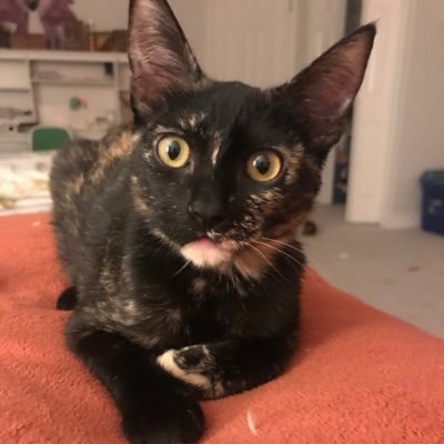Profile Picture of Violet Stevens (@VioletS98422135) on Twitter