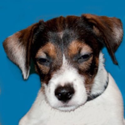 Profile Picture of David Hochstadt (@djhochstadt) on Twitter