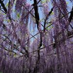 Profile Picture of Eunice Hui (@perisse.life.abudant) on Instagram