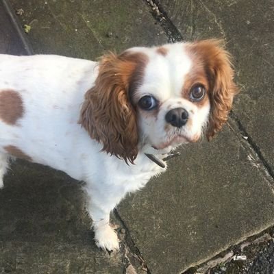 Profile Picture of Mark Callaghan (@callycolly) on Twitter