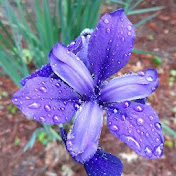 Profile Picture of Amanda Mattsen (@amandamattsen2724) on Youtube