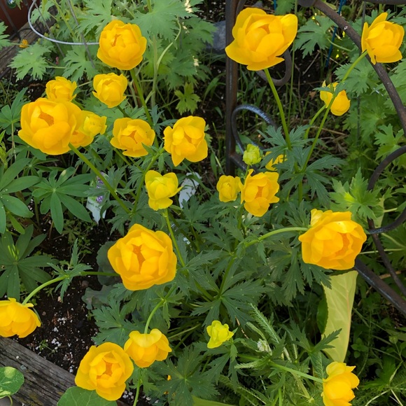 Profile Picture of Aimee Yurris (@aimeeyposh) on Poshmark