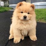 Profile Picture of Chow Chow Lover❤ (@chowchow._lover) on Instagram