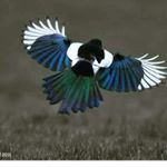 Profile Picture of david threadgill (@magpie_in_london) on Instagram