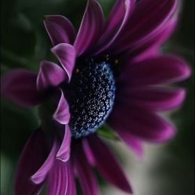 Profile Picture of Debra Klein (@djk3211) on Pinterest