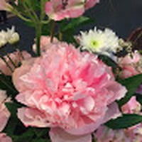 Profile Picture of Vicki Chohany (@vicki-chohany) on Quora