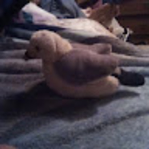 Profile Picture of Birdy Birdy (@birdyb703) on Poshmark