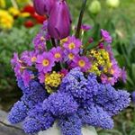 Profile Picture of Lisa Michienzi (@enzoverini) on Instagram