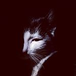 Profile Picture of Ashish Nair (@ashish_0.0_) on Instagram