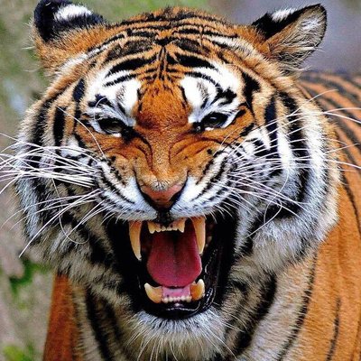 Profile Picture of Tyger (@Jay75584430) on Twitter