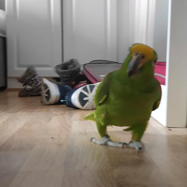 Profile Picture of Matthew Bradshaw (@matthewbradshaw12) on Tiktok