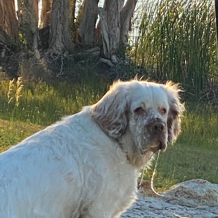 Spunky Stella the Clumber - Tiktok Profile Picture of Spunky Stella the Clumber (@susanlazarus1) on Tiktok