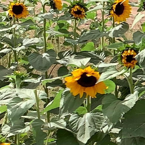 Profile Picture of Huck James (@lovelyjames343) on Poshmark