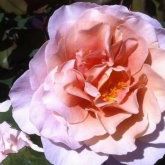 Profile Picture of Janet Phillips (@jphi11ips) on Pinterest