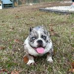 Profile Picture of Jake Little (@little_bully_camp) on Instagram