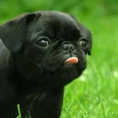 Profile Picture of Jerry Weber (@Worfdogg) on Twitter