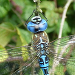 Profile Picture of Simon Joseph (@simonjoseph1) on Flickr