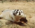 Profile Picture of Badger - Wikipediaon Wikipedia