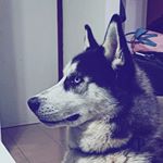 Profile Picture of James 🐺 (@james.husky) on Instagram
