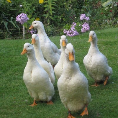 Profile Picture of Paul Gardner (@261duck) on Twitter