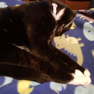 Profile Picture of William Spafford (@bob_is_the_bomb) on Twitter