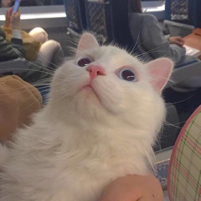 Profile Picture of ChengXiongQi (@ChengXiongQi1) on Twitter