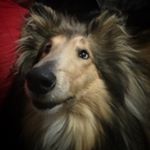 Profile Picture of Holly the Collie (@holly.collie) on Instagram