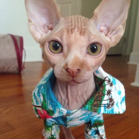 Profile Picture of Maya Zohrabian (@mayazohrabian) on Poshmark