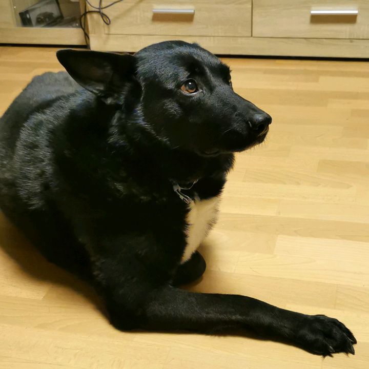 Thomas Schiller - Tiktok Profile Picture of Thomas Schiller (@thomasschiller1) on Tiktok