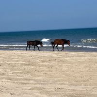 Profile Picture of Amanda Adkins-chafin (@amanda-adkins-chafin) on Quora