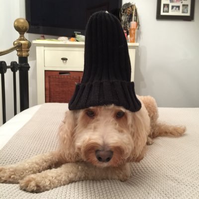 Profile Picture of Steve Zammit (@cabbystevez) on Twitter