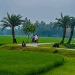 Profile Picture of Nobel Chandra Roy (@Nobel-Chandra-Roy) on Facebook