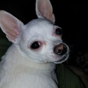 Profile Picture of Toni Renken (@RenkenToni) on Twitter