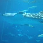 Profile Picture of Kyoko Uwatoko (@kyokouwatoko) on Instagram