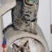 Profile Picture of Laura Pipitone (@ljpip) on Pinterest