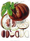 Profile Picture of Hodgsonia - Wikipediaon Wikipedia