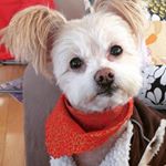 Profile Picture of Max McCann 🐾 (@maxthepompoo) on Instagram