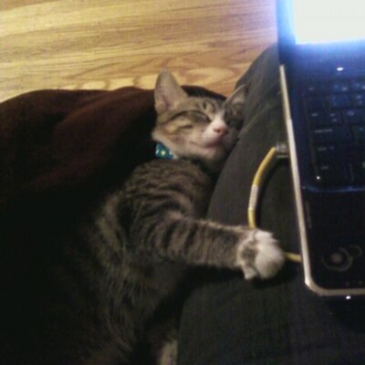 Profile Picture of Chicken K Shendelman (@shendelkitten) on Twitter