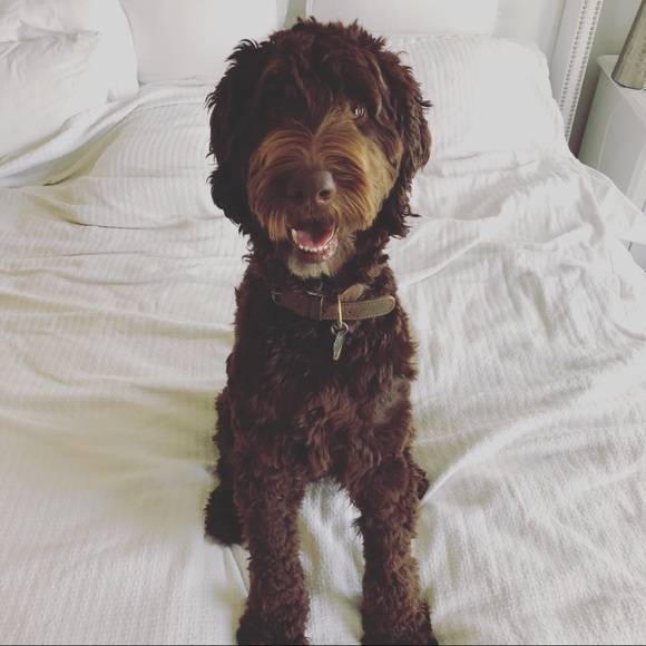 Profile Picture of Marc Abboud (@marca601) on Poshmark